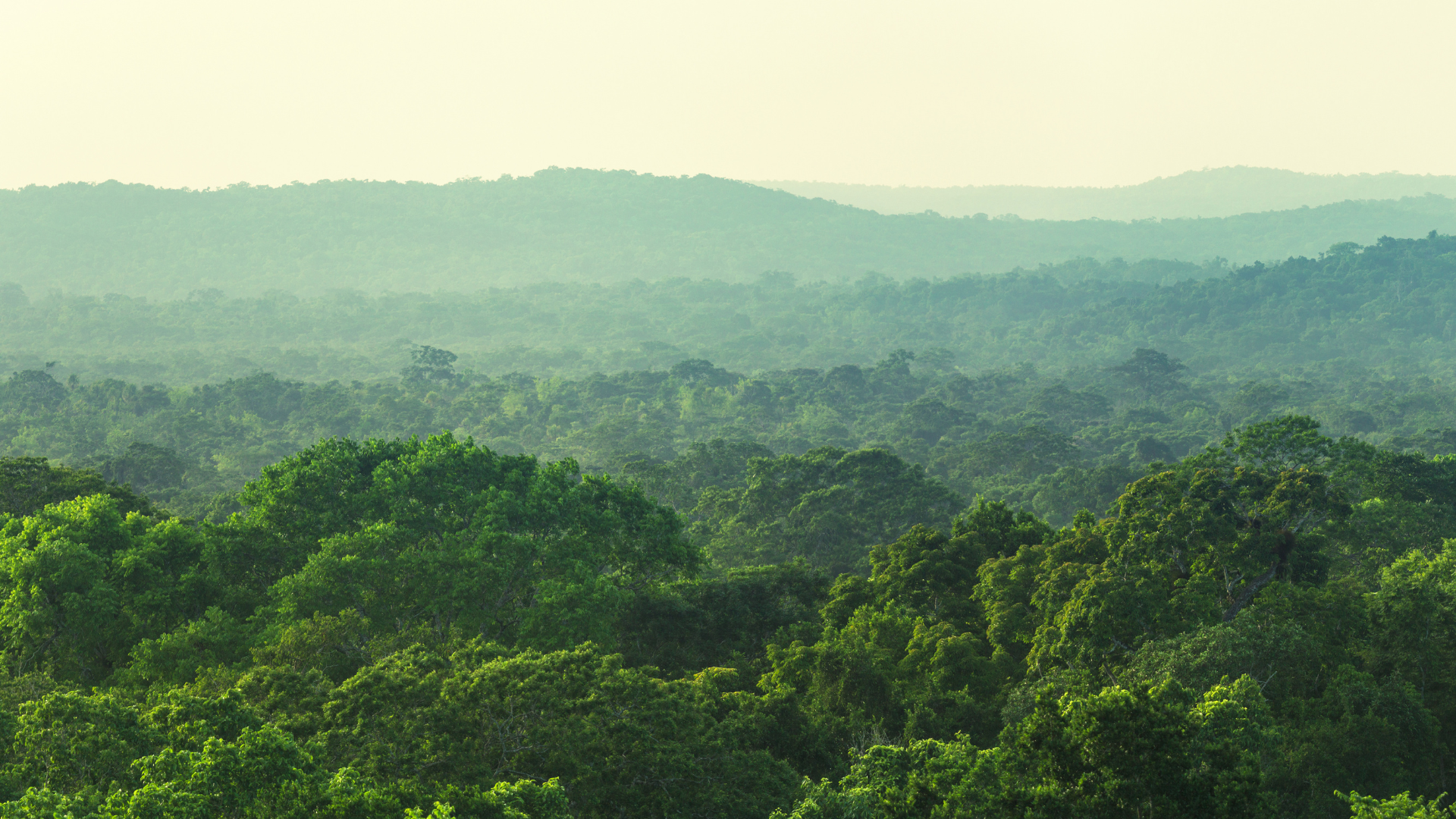 A forest full of green color.